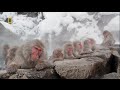 وثائقى   قرود الثلج اليابانية   عالم الحيوان HD mp3