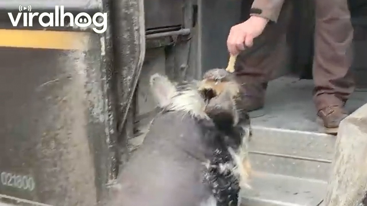 Pig Shares Bond With Delivery Driver || ViralHog