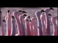 Expedia CruiseShipCenters - Beautiful Life 