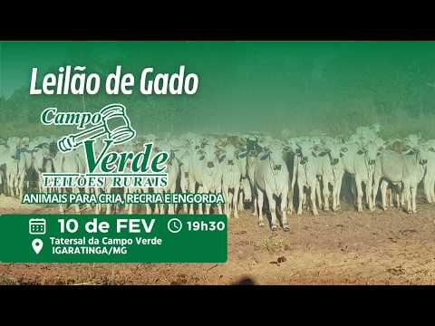🌟LEILÃO DE GADO CAMPO VERDE LEILÕES -  IGARATINGA/MG🎥