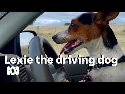Lexie the driving dog is a jack Russell who thinks she’s an aussie sheepdog ABC Australia