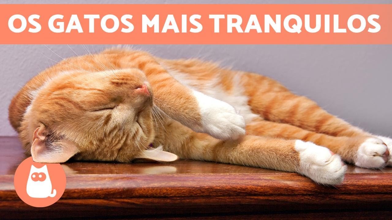 RAÇAS de GATOS mais CALMOS 🐱 TOP 10