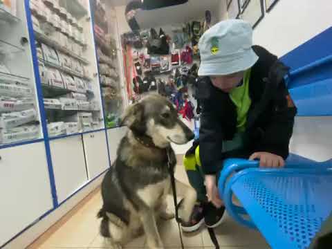 Allochka, an adopted Shepherd Mix in Morristown, NJ_image-1