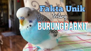 Download lagu Tonton ini sebelum pelihara parkit / Ternak Parkit mp3
