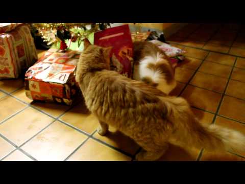 mes loups ouvrent leur cadeau de noel