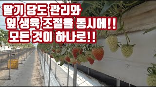 딸기 생육 관리와 당도 관리를 한번에!!