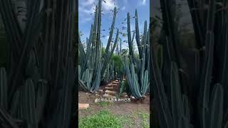 嚐遍異國滋味 - 秘魯仙人掌果的獨特魅力 The Unique Allure of the Peruvian Prickly Pear #秘魯水果 #仙人掌果 #異國風味#shorts #short