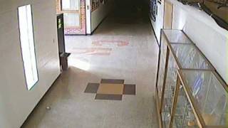 preview picture of video 'Deer in School'