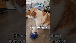 orange cats are smart too | Monroe learns buttons