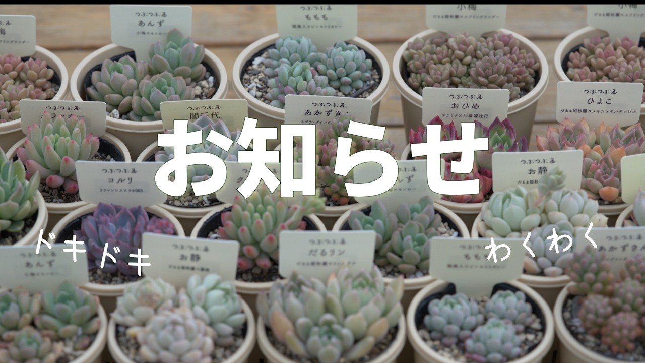 【つぶつぶ苗のネット販売】と【販売会のお知らせ】と【タニポット販売のお知らせ】