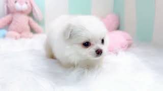 ハーフ犬の動画01