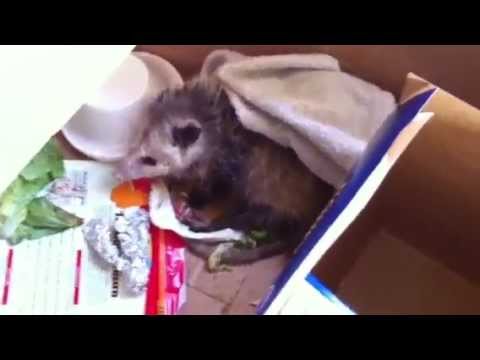 Cat Confesses to trying to eat Possum