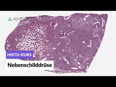 Histology of the Parathyroid Gland - Microscopic Anatomy - AMBOSS Video