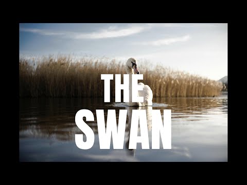 Camille Saint-Saëns – The Swan | Live at Lihula Muusikapäevad (2012–) 🎻🦢🎶