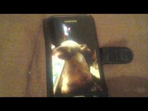 el perro can tando el  panarero con el pan carlos Eduardo burgoa paredes