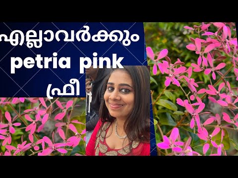 എല്ലാവർക്കും  petria  pink തൈകൾ free / Sandpapervine  pink plant free / congea tementosa plants