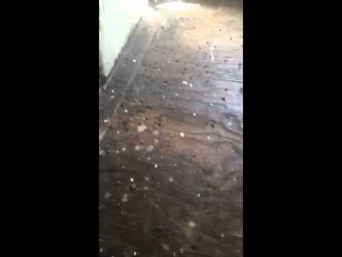 Massive Cockroach Infestation in Ocean Grove, NJ