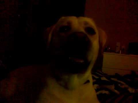 Aronek się złości :)