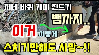 지네 바퀴벌레 개미 진드기 뱀까지 한방에 퇴치 이거 이렇게 뿌려주면 스치기만해도 잘 죽어요 벌레퇴치방법 다이…