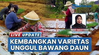 Varietas Bawang Daun Lokal Meland-1 di Wonosobo, Pemkab Lakukan Uji Riset Bersama Tim BRIN