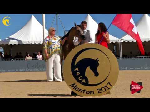 1 st place,  N.88 HL EL GANADOR - MENTON 2017 - Yearling Male Championship (Class 14)