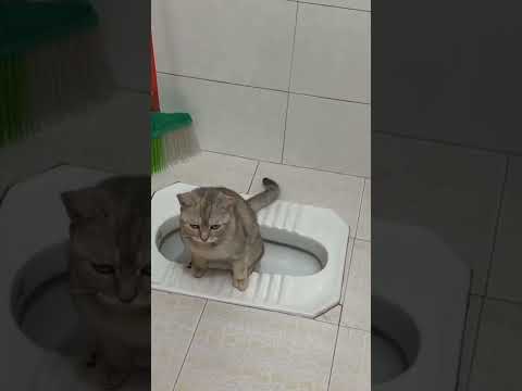 Doing washroom well after Washroom Training Of My Cat | Beautiful Cats | Humpty Hubbies