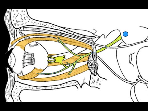 Cranial nerves III, IV and VI