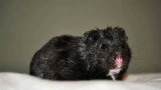 Cover art for Everything Black