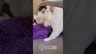 Hilarious Bulldog Morning Fail with a Sassy Cat Twist!