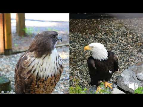 Red-tailed Hawk and Bald Eagle Vocalization