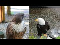 Red-tailed Hawk and Bald Eagle Vocalization