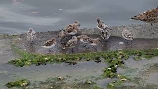 20240520 シギの混群