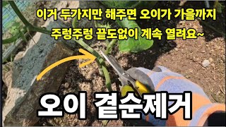 오이! 두배 수확하려면 곁순제거와! 이것을! 꼭 해줘야 합니다 가을까지 주렁주렁! #오이재배 #오이키우기 #…