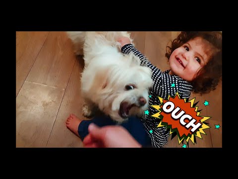 Riky the dog defends his lover Cristabel