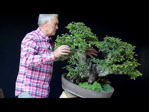 INTERNATIONAL BONSAI ACADEMY with Walter Pall 2013 - Case Study 7/ "Octopus"