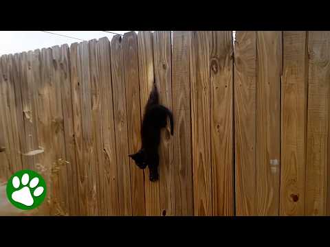 veryday Heroes Save a Helpless Kitten Hanging by His Leg ❤️‍🩹