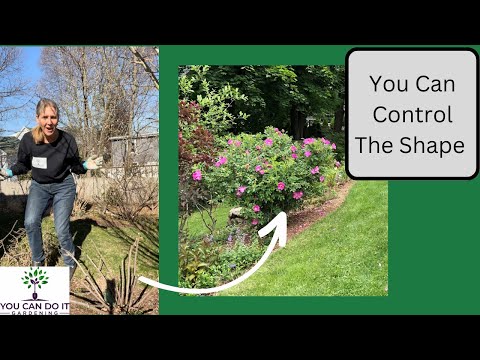 How to Prune Rosa Rugosa Quickly