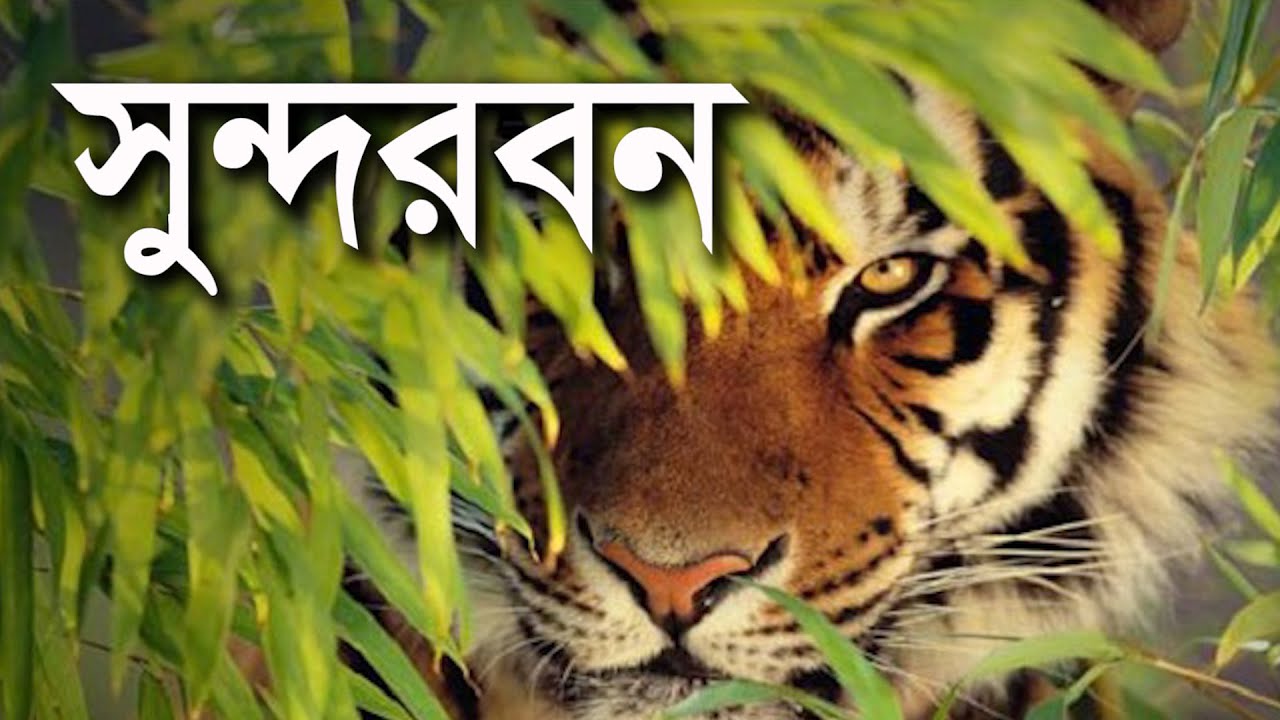 সুন্দরবন