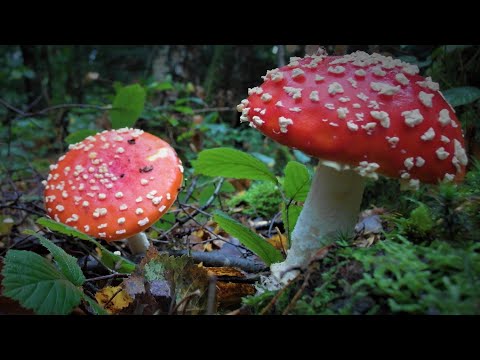 1. Muchomor Czerwony 🍄 🍄🍄. Nalewka / wyciąg tzw Przepis Sybiraka