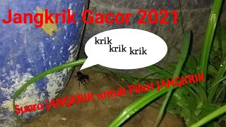 Download lagu suara JANGKRIK Gacor untuk Pikat JANGKRIK mp3 Download lagu suara JANGKRIK Gacor untuk Pikat JANGKRIK mp3
