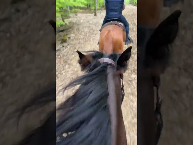 Jument 5 ans Pur-sang