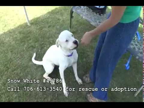 Snow White, an adopted American Bulldog Mix in Athens, GA_image-1