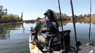 Ton of fish, But Where Are The Delta Giants?