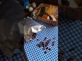 REVIEW Choco Chips #food #shorts #short #youtubeshorts #chocolate #chocochip #cooking #baking #fyp