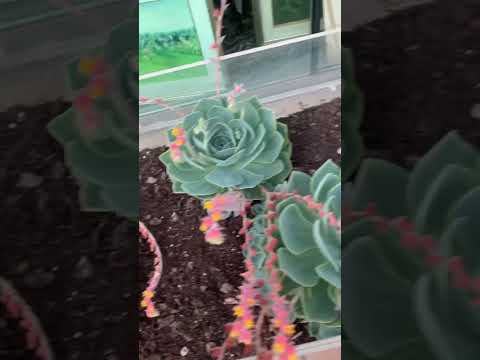 #succulentsplanterspot # #garden  #flowers