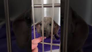 Video preview image #1 Dachshund Puppy For Sale in San Antonio, TX, USA