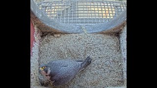 Slechtvalk Lokeren live webcam
