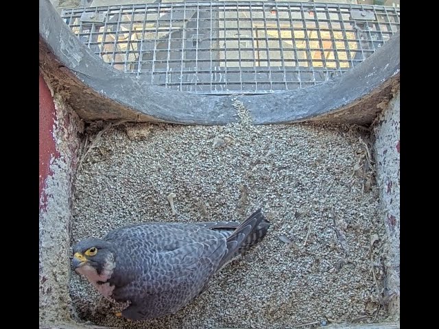 Live webcam view of Cámara del Nido de Halcón Peregrino