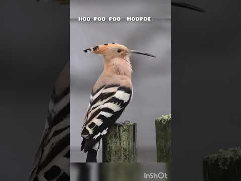 Most beautiful sound of Hoopoe bird ( Hudhud )  #shortsfeed #birdslover #hoopoe #gardening