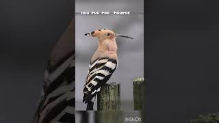 Download lagu Most beautiful sound of Hoopoe bird ( Hudhud ) #shortsfeed #birdslover #hoopoe #gardening mp3 Download lagu Most beautiful sound of Hoopoe bird ( Hudhud ) #shortsfeed #birdslover #hoopoe #gardening mp3